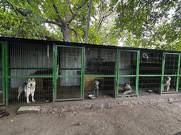 выгул: Гостиница для собак ( Передержка),предоставляем услуги по временному — 3