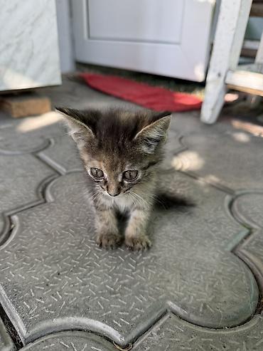 кормящая кошка: Кошка даром: Беспородная, 1 месяц, Девочка, Приучена к лотку — 3