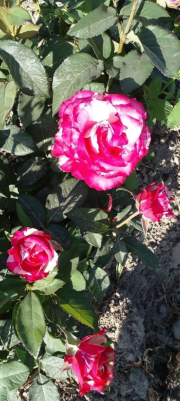 Другие товары для дома: Саженцы роз оптом — 15