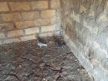 mor rəng: Salam. Hamısı tam sağlam heyvanlardır. Tutulma falan deyil. Hamısı — 3
