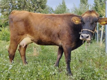 Коровы, быки: Продаю | Корова (самка) | Алатауская, Джерсейская | Для молока