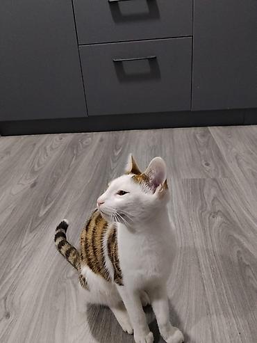Отдам даром кошку: Кошка даром: Британская короткошёрстная, 6 месяцев, Мальчик — 2