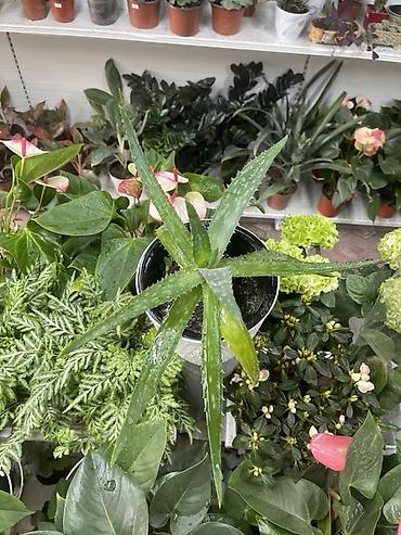 алоэ вера: Алоэ (Aloe vera) в горшке - Вид: суккулент с мясистыми мечевидными — 2
