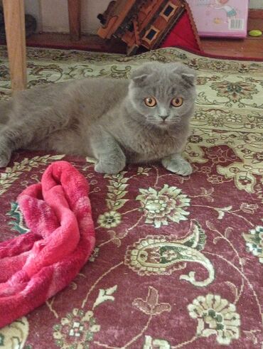 кел кел: Скотиш Фолд (Шотландская вислоухая), 7 месяцев, Девочка, Голубой