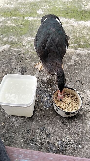 Ördəklər: Erkək, | Lal ördək, Damazlıq, Ünvandan götürmə — 16