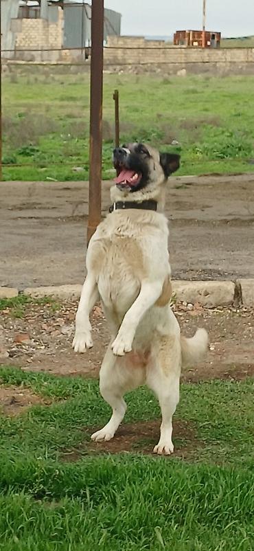 İtlər: Qurdbasar, 10 ay, Dişi, Peyvəndli — 14