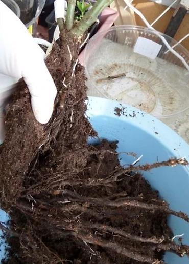 Другие садовые цветы и кустарники: Корни роз элитные сорта гарантия 100 % кустовые бардюрные спрей мини — 2