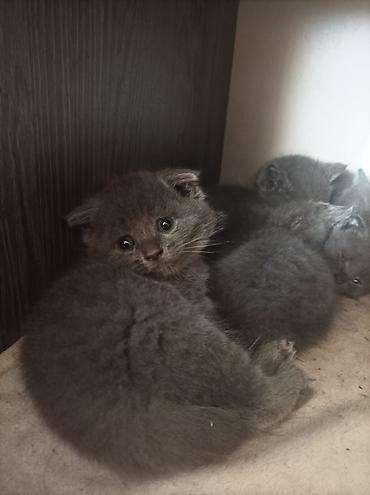 Heyvanlar: Qara tüklü balaca pişik balası - Rəng: tam qara, tüklü və yumşaq xəz — 8