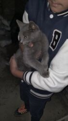 şotlan pişiyi: Rus piwiyi