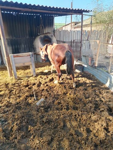 объявления о найденных животных: Продаю | Кобыла (самка) | Рабочий
