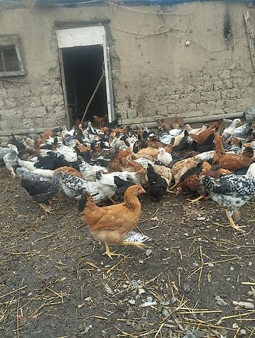 Toyuqlar: Kent Çolpaları Təsvir: - Təbii şəraitdə saxlanılan, sərbəst otlayan — 14