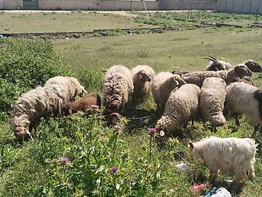 qala cinsi qoyun satilir: Salam tam saglam heyvanlardir qoyunlar ve keciler isdeyen elaqe — 1