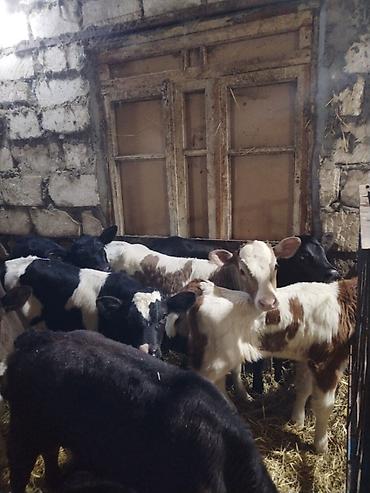 sudluk inekler satışı: Erkek ve Dişi Buzovlar Cins ve yerli buzovlar Aberdin Anqus Simental — 5