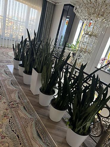 Комнатные растения: Комнатные декоративные растения в горшках В ассортименте на фото: - — 2