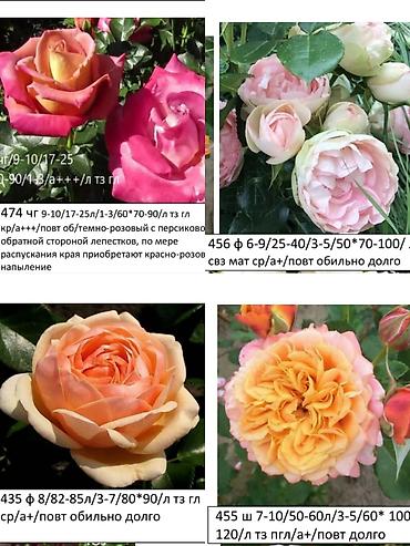 Роза: Саженцы — 2