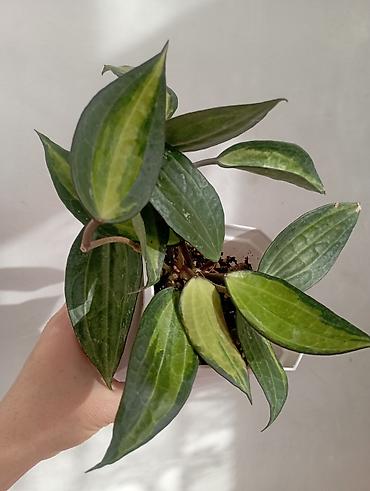 Хойи: Хойи в продаже! Номер по фото, названия и цены указаны: #1 — 3