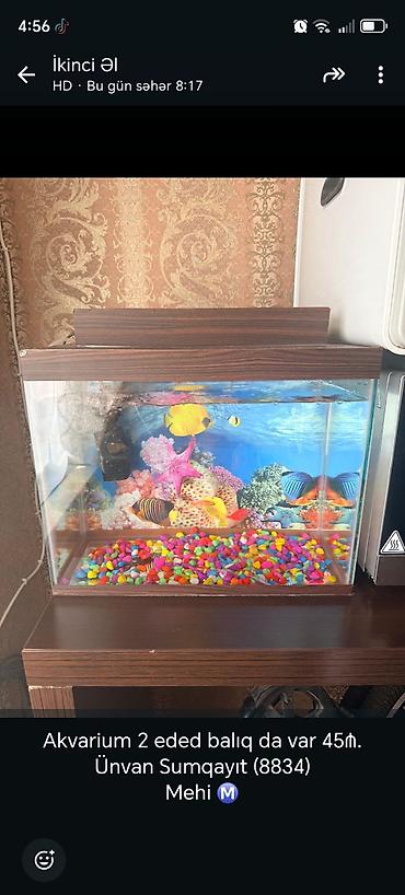 bakida at bazari: Akvarium dəsti - Şüşə akvarium, üst və alt taxta dekorlu örtük - — 1