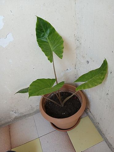 ciledagi bitkisi: Alokaziya (Alocasia) – dekorativ yarpaqlı otaq bitkisi - Qab: gil — 1