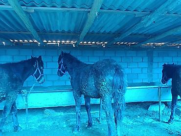 Лошади, кони: Продаю | Жеребец | Для разведения | Племенные — 1