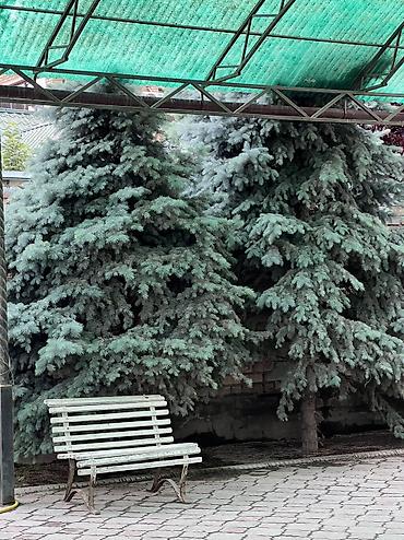 vip: 🏡 ОСОБНЯК В АРЧА-БЕШИКЕ ✨ 420 м² | 10 комнат | 5,67 соток Просторный — 3