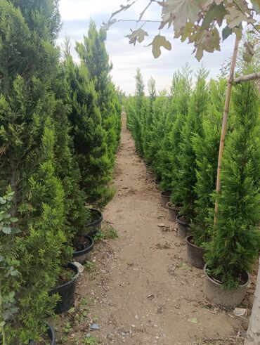 Landşaft işləri: Dekarativ bitgilerin satişi
xan cinar
ekvalit
zeytun — 12