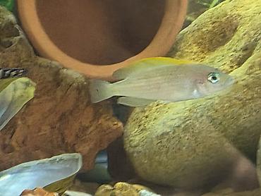 Balıqlar: Tanqanika baliklari hamsi birlikdə satlir 16 dənə Yekədirler -da lalafo.az — 14 Balıqlar: Tanqanika baliklari hamsi birlikdə satlir 16 dənə Yekədirler — 14