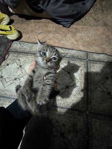 шотландская вислоухая кошка фото цена: Британская короткошёрстная, 1 месяц, Мальчик, Серый, Приучена к лотку — 3