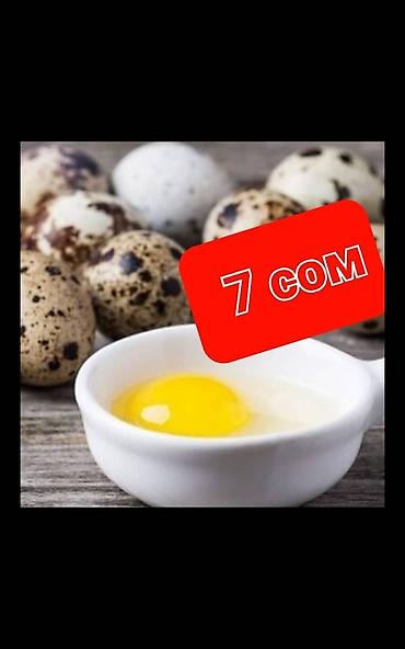 Продаю яйца инкубационные перепелов Техас в основном и Финикс