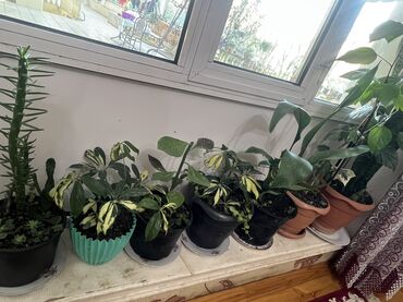 Otaq bitkiləri: Her biri ucuz kimete Gencededi catirma var size yaxin yere ancag — 60