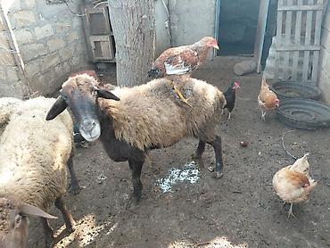 diri quzu: Məhsul: Qoyun və kənd toyuqları yasli disleri var,dosleri yoxdu. 150m — 2