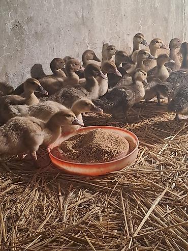 afcarka satisi: Böyük lal ördək balaları 25 dənə cins balalardı.1dənəsi 10 azn 2 aya — 7
