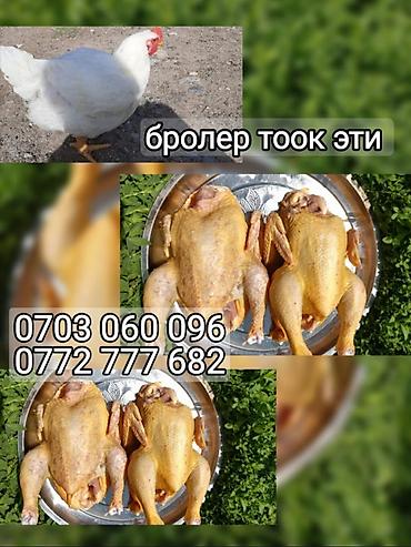кухыный мебель: Бройлерные куры и тушки - Домашние бройлеры: на фото — живая птица и — 1