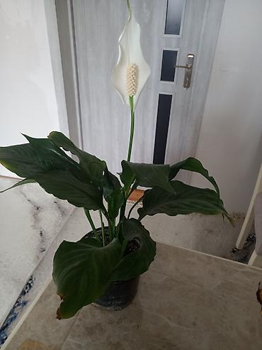 Digər bitkilər: Spathiphyllum (Sülh zanbağı) saksı bitkisi - Növ: Spathiphyllum — 2