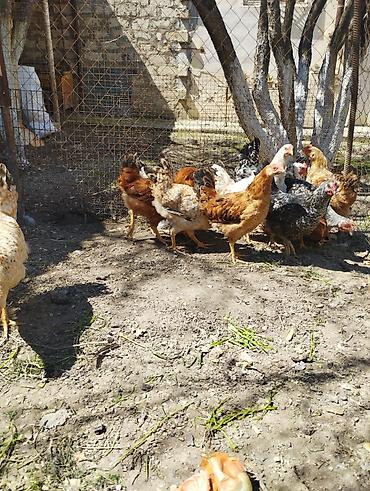 Xoruzlar: Xoruz, il: <1, Ünvandan götürmə — 6