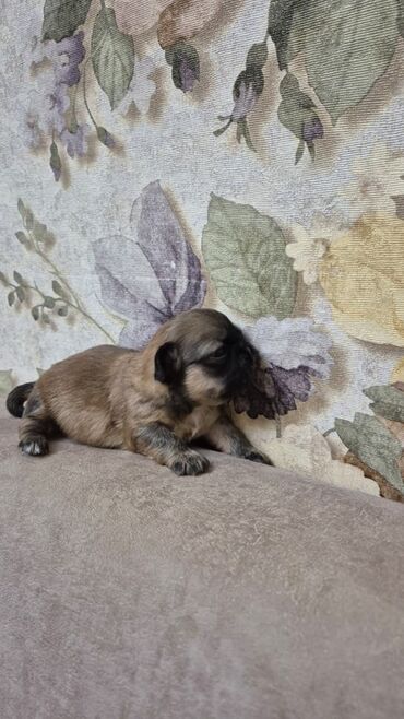 İtlər: İt balası – kiçik ölçülü, qısaburun tipli (Pekines/Şih-cu xatırladan) -da lalafo.az — 2 İtlər: İt balası – kiçik ölçülü, qısaburun tipli (Pekines/Şih-cu xatırladan) — 2