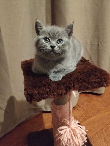 Pişiklər: Britan yastı qulaq, Erkək, Dişi, Yaxşı əllərə, Ünvandan götürmə, Pulsuz çatdırılma, Ödənişli çatdırılma — 38