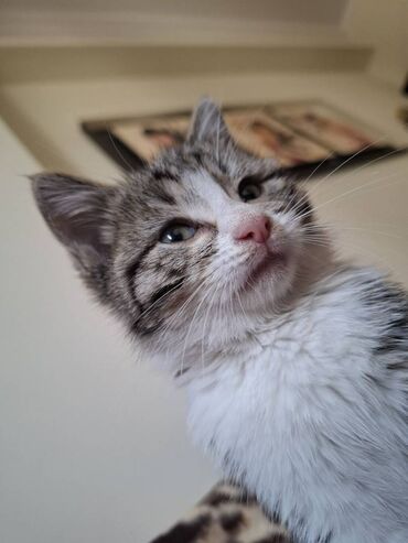 Pişiklər: Sekildeki pisik onu saxlaya bilen aileye satilir,,,cox mehriban — 9