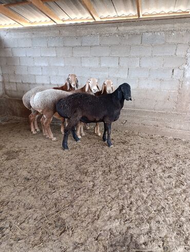 куплю свиней живым весом срочно: Сатам | Ургаачы кой (ургаачы) | Көбөйтүү үчүн | Асыл тукумдуу