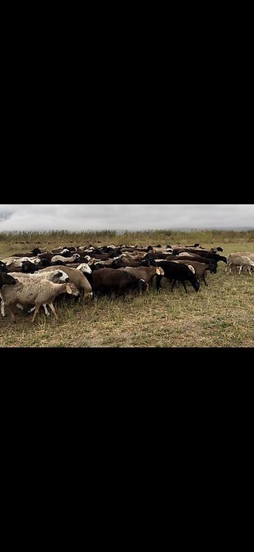 Продам с/х животных: Продаю | Баран (самец) — 1