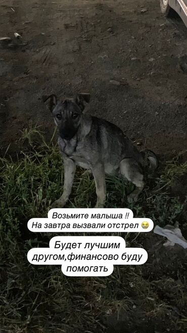 иттер алабай: 1 месяц, Самка
