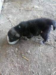 it qovan: Balaca it balası - Yaş: təxminən bir neçə həftəlik, süddən kəsilməyə