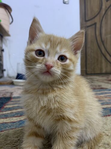 кошки скотиш фолд: Кошка даром: Беспородная, 2 месяца, Мальчик