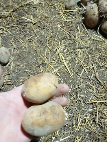 семина картошка: Картошка В розницу