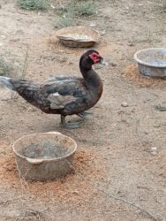 собаки в добрые руки бесплатно: Digər heyvanlar