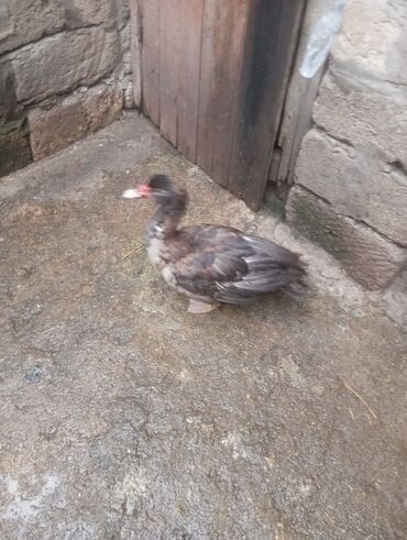 Digər quşlar: Salam. 4 ədəd erkək lal ördək satılır. 4 aylıq iri quşlardır. Düzdü — 9