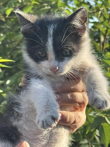 котенок отдам даром: Мальчик. Отдам даром. Котёнок черно-белого окраса Около 3-4 месяцев — 1