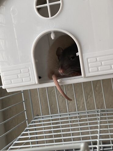 Крысы: Продаются крысята дамбо