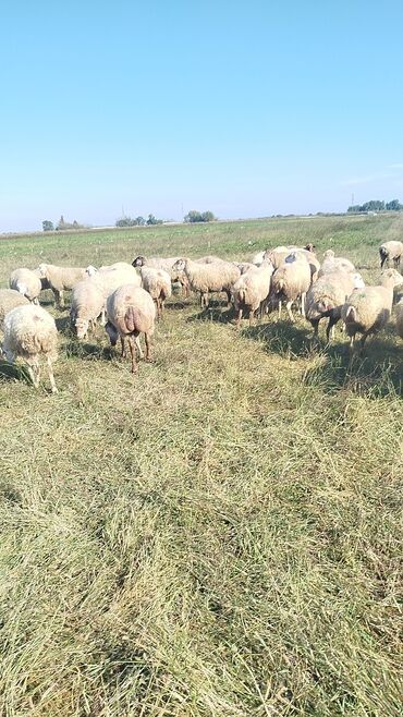 Qoyunlar, qoçlar: Qoyun sürüsü – ət və süd istiqamətli yerli cinslər - Şəkillərdə geniş -da lalafo.az — 8 Qoyunlar, qoçlar: Qoyun sürüsü – ət və süd istiqamətli yerli cinslər - Şəkillərdə geniş — 8