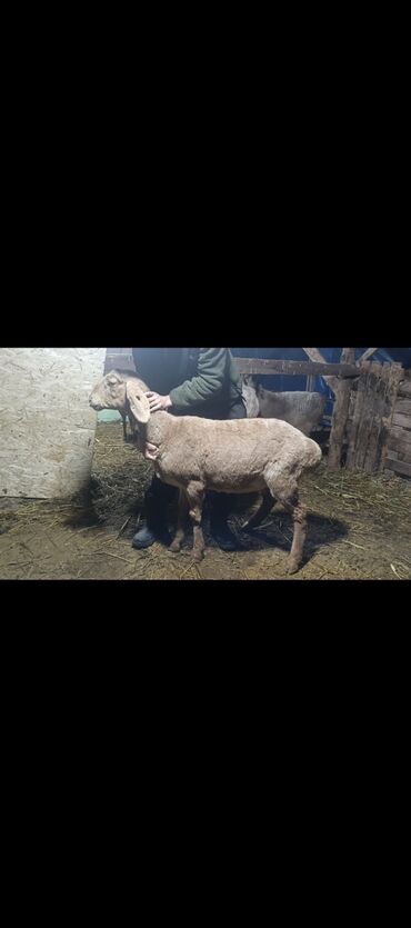 Баран, овца: Продаю | Овца (самка) | Арашан | Для разведения | Котные — 14