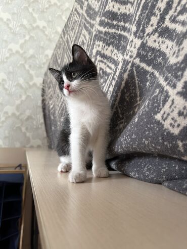 камышовый кот: Отдам в добрые руки котенка. Мальчик. Два с половиной месяца